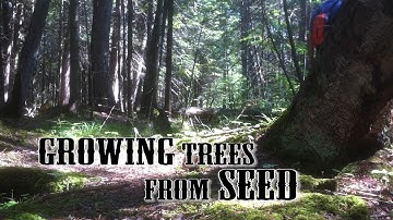 Growing Maple Trees- Part 2: Growing Trees from Seed S01:E06