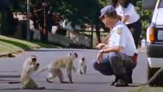 Monkey Friends | Cheeky Monkey | BBC Studios