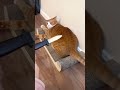 Boss và cuộc sống thường ngày