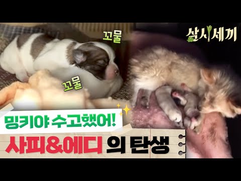 [#ThreeMealsADayJeongseonEdition] Minky becomes a mom to two cute puppies! The first meeting with...