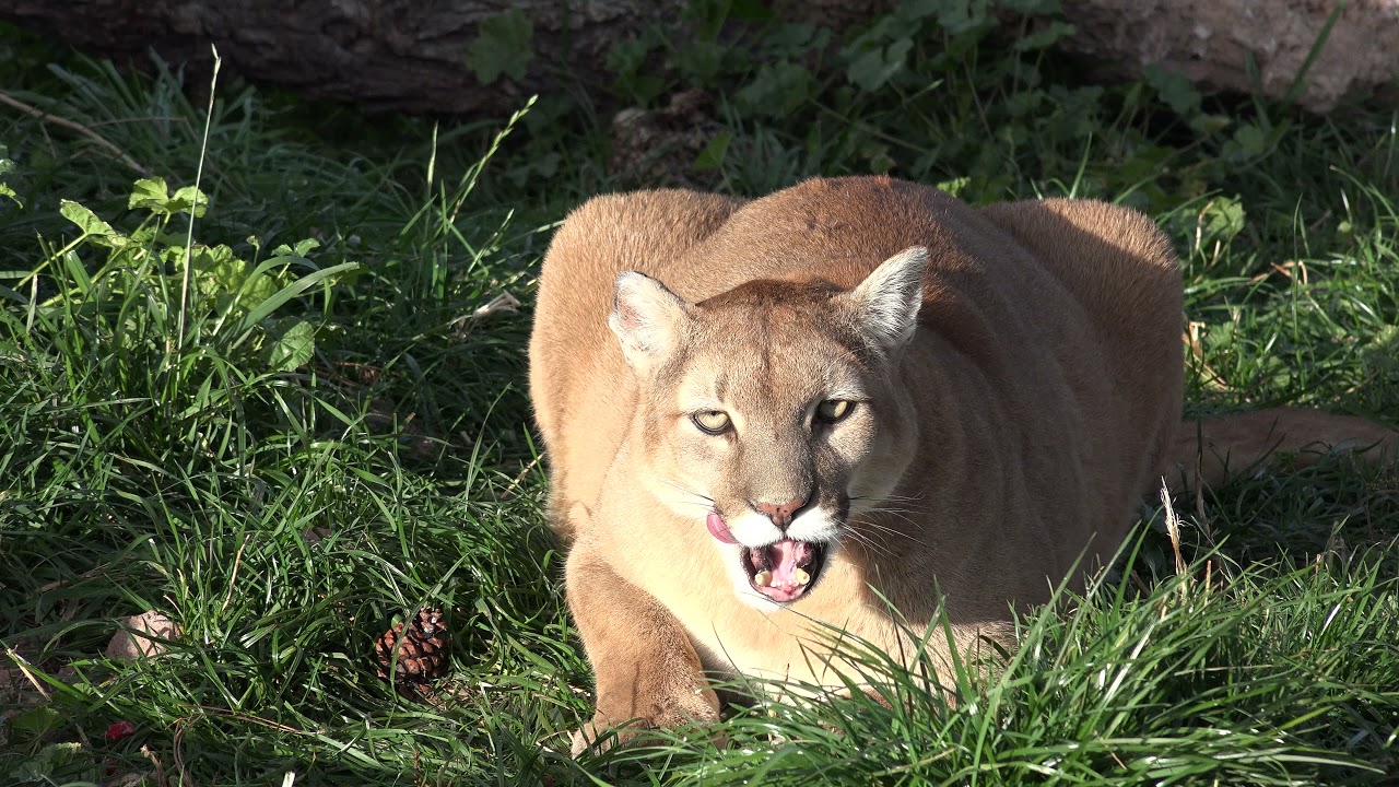 Puma Video Footage - Free Stock Video