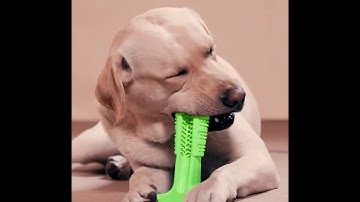 Tiny Pets Online Special Chew Toy Toothbrush for Dogs