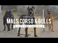CANE CORSO BELGIAN MALINOIS PIT MIX - ELITE DOG TRAINING CANE CORSO BELGIAN MALINOIS PIT MIX - ELITE DOG TRAINING