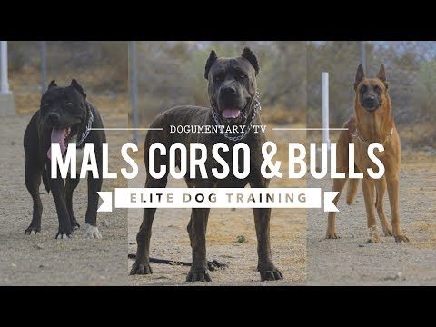 malinois cane corso mix