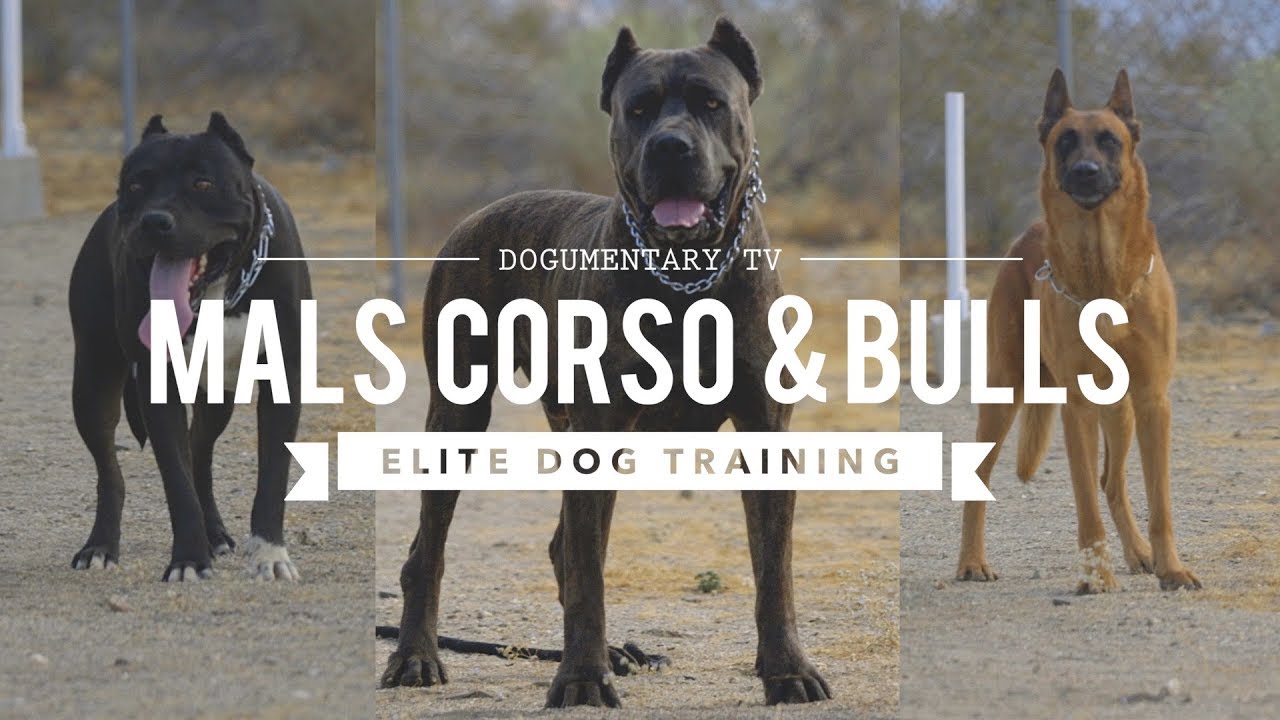 Cane Corso Belgian Malinois Pit Mix Elite Dog Training