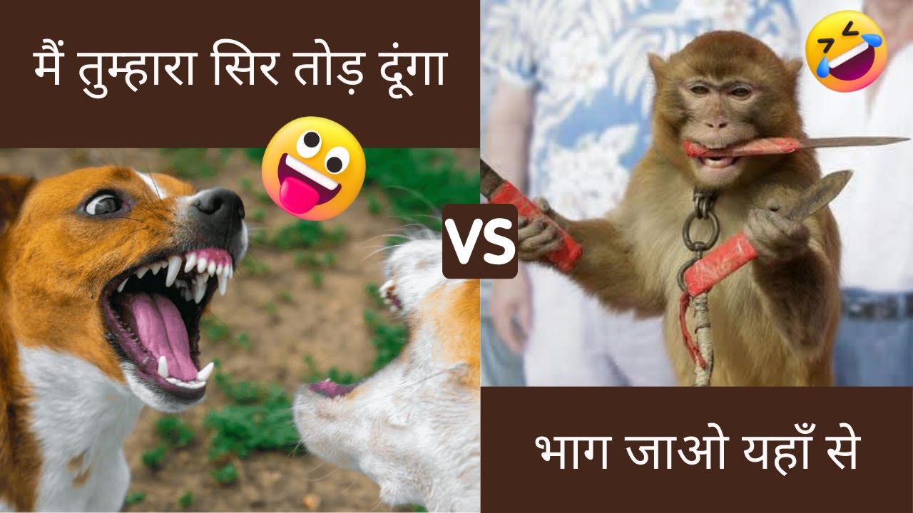 Animal dubbing comedy bhojpuri 