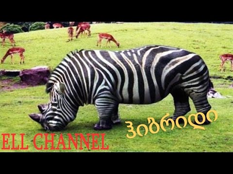 10 ჰიბრიდი ცხოველი