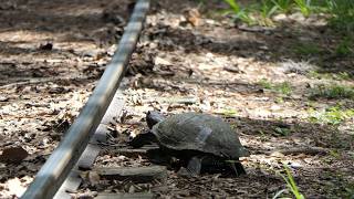 Red-eared Slider crosses railroad