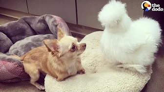 Chicken And Chihuahua Get Adopted Into The Same Family