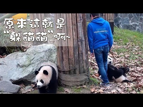 《熊貓早晚安》原來這就是“躲貓貓”啊~| iPanda熊貓頻道