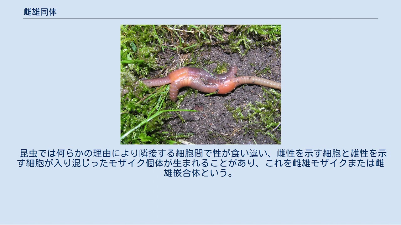 同時的雌雄同体 – 雌雄同体 生物 一覧 – YCQRE