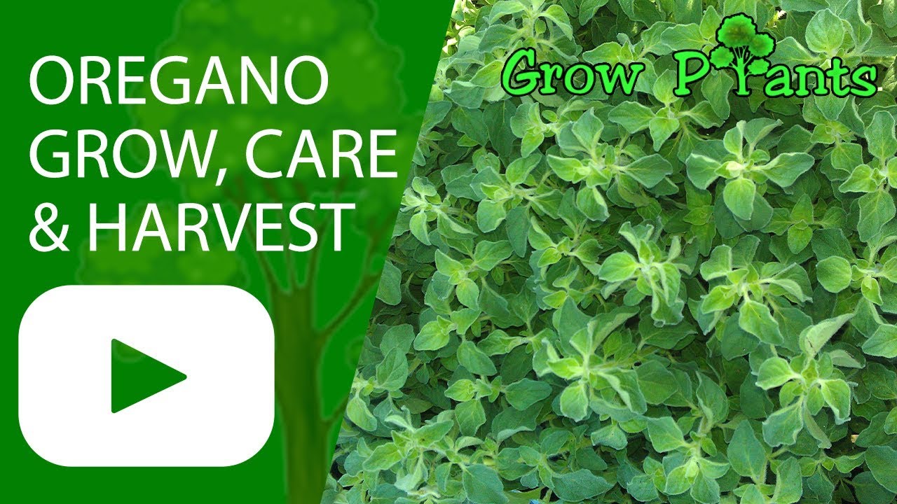 Oregano plant growing, care & harvest YouTube