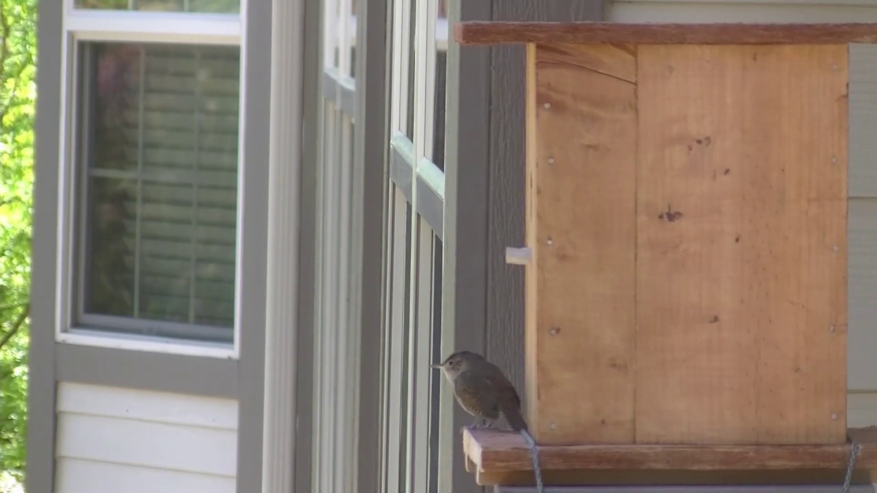 Bird House in Balcony Part 2, May 31, 2020 YouTube