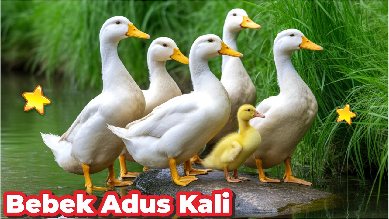 BEBEK BERENANG KWEK KWEK BEBEK KWEK KWEK BEBEKNYA UWEK UWEK BEBEK KWEK KWEK LAGU BEBEK ADUS KALI