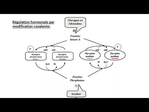 CATABOLISME DU GLYCOGENE : GLYCOGENOLYSE