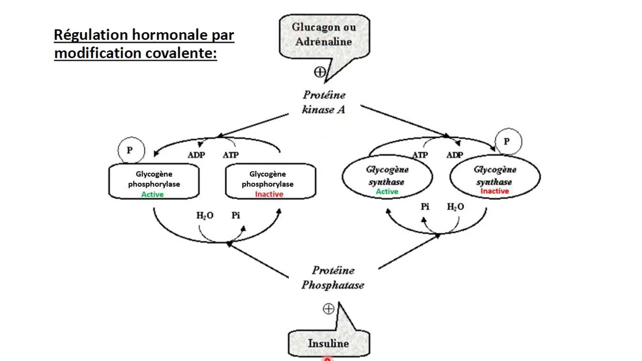 CATABOLISME DU GLYCOGENE : GLYCOGENOLYSE — Transcript
