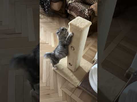 Когтеточка Lucky Pet "Квадрат Макси" 44 x 44 x 80 см (4820276190047)