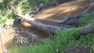 Surface bass in tight tidal water on Z man MinnowZ on worm hooks.