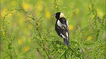 Bobolink, male who brings food to the nest