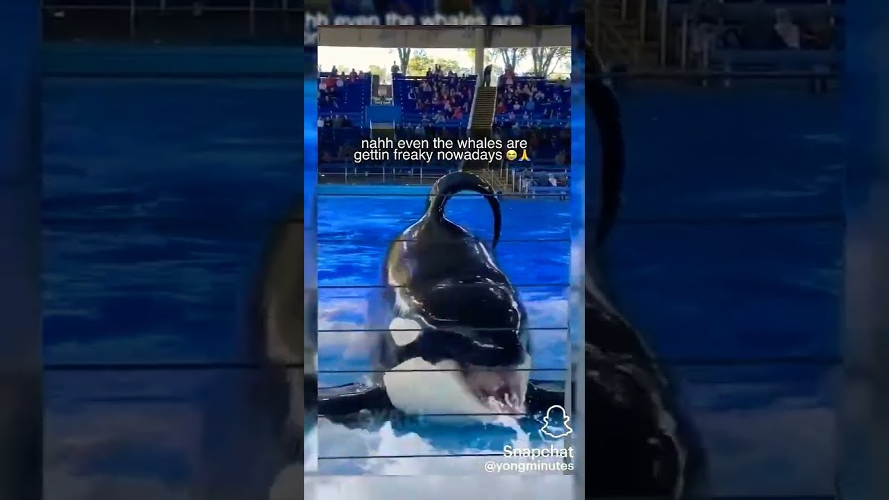 Freaky Ahh Whale