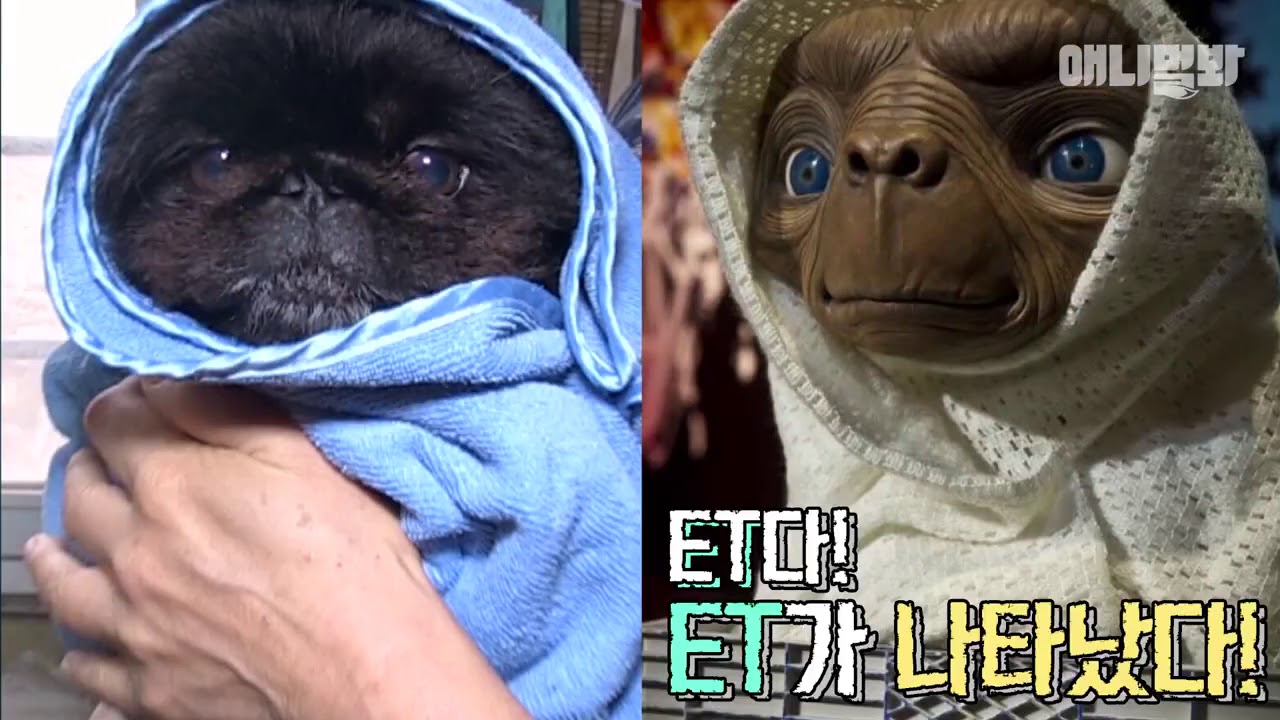 애니멀봐 사모예드 A pekingese which looks like ET