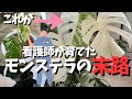 【簡単】斑入りモンステラの育て方　フルムーンは弱い？【園芸】【観葉植物】