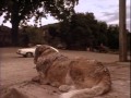 Scene Analysis - Cujo 1983