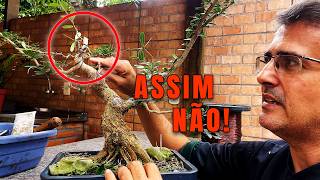 A Maior Dificuldade de Todo Bonsaísta: O Ápice!