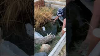 Saving Turtles Before The Winter 🥶 #shorts