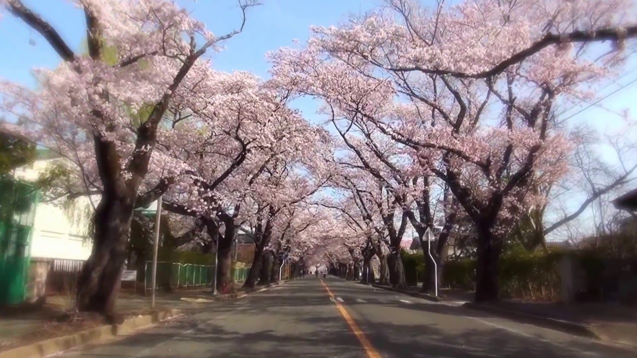 夜ノ森の桜2016.4.9 - YouTube