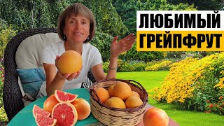 А Все ли Вы Знаете о Грейпфруте?