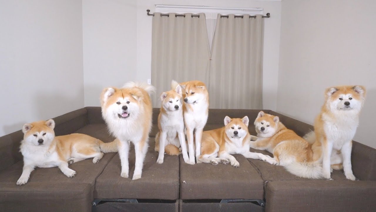 7 Akita dogs Family kissing each other YouTube