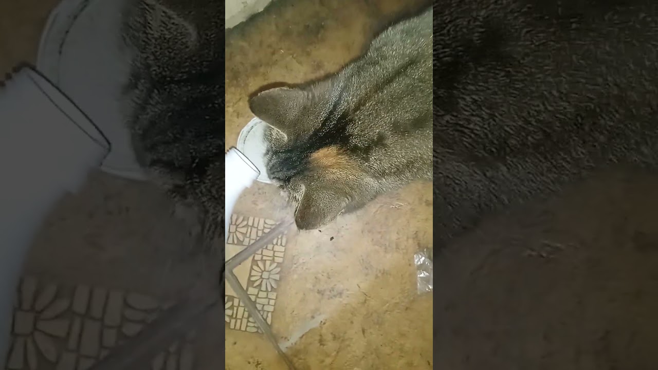 Доброго денёчка!эксперт"lisa-cat"пробует колбасу ярмарочную,1.5%молоко,от молочного мира 