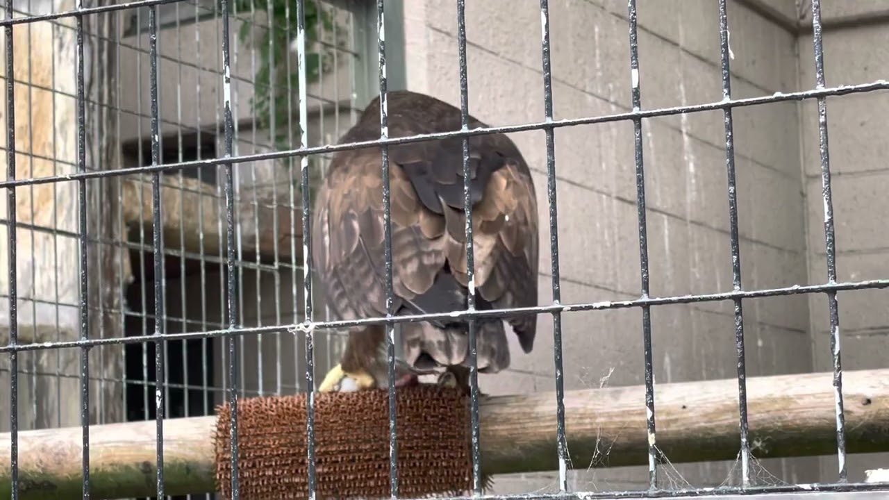天王寺動物園 ソウゲンワシのお食事 Youtube