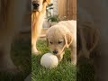 Golden retriever puppy played with a little ball in the garden for the first time #goldenretriever