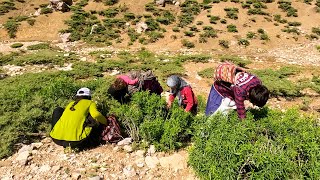 Nomadic skills: Picking mountain vegetables with a nomadic family