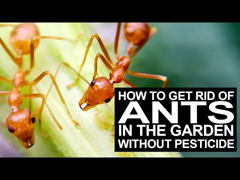 Paano Maitataboy Ang Mga Langgam Sa Garden I How To Get Rid Of Ants Without Pesticide