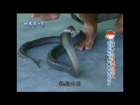 【印尼】史上最猛毒蛇漢堡 印尼最大眼鏡蛇集散地｜《世界第一等》470集精華版