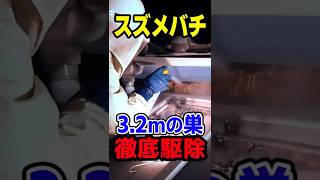 【最後にキーワード】3.2mのスズメバチの巣を駆除！