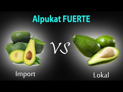 What Is Fuerte Avocado
