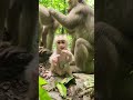 Meet Flora and Her Irresistibly Cuteness Baby Fanta. #Fanta #virals #monkey #Ambertroop #SovanaTroop