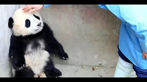 熊貓寶寶蹲在牆角生悶氣，飼養員上前安慰，下一秒忍住別笑 - 天天要聞