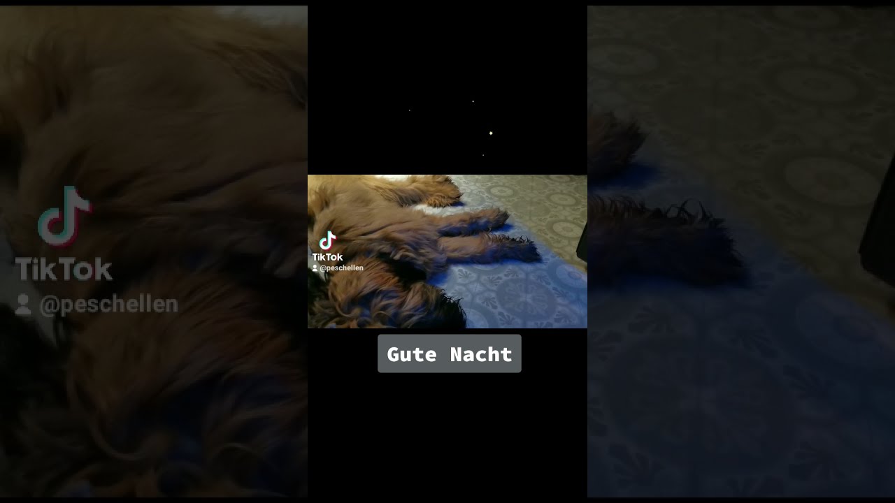 Minnie Briard Welpe 6 Monate und Baylies Mopsmix 11Jahre sagen gute ...