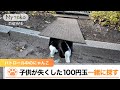 『公園をパトロール中のにゃんこ親方 子供が失くした100円玉 一緒に探す!?』