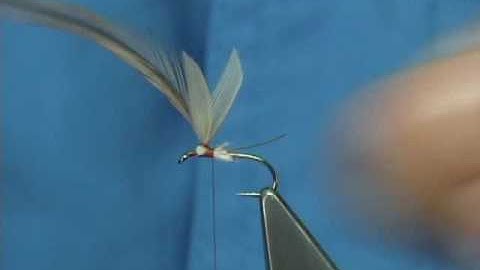 Tying a Feather Winged Parachute (Ginger Quill) by Davie McPhail