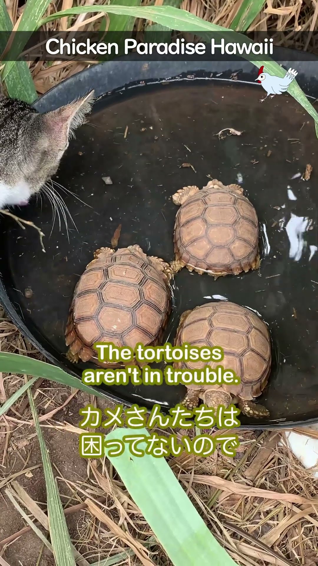 Tortoise bath time