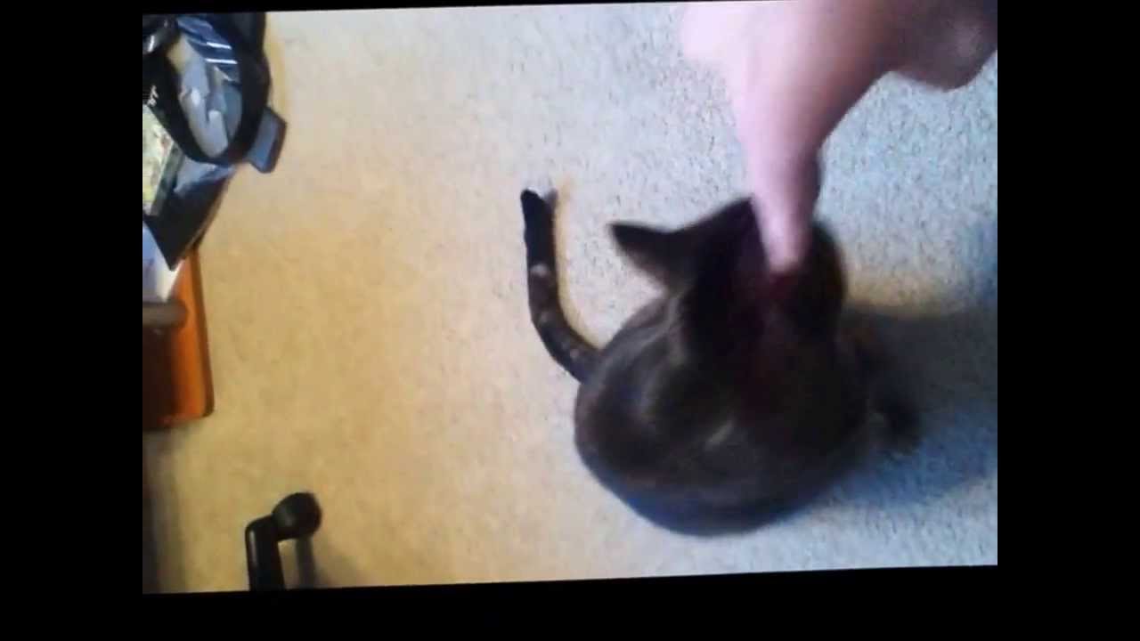 Classical and Operant Conditioning My Cat YouTube