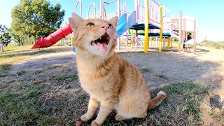 童心に帰って、茶トラ猫と一緒にアスレチックで遊んでみた