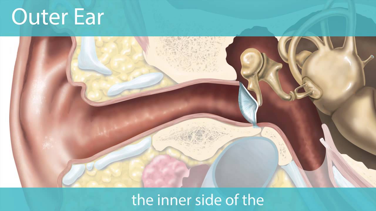 Hearing Explained YouTube