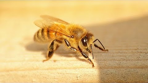 I rewrite the entire Bee Movie script in Minecraft (Part One)